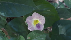 Asystasia gangetica gangetica