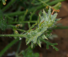 Onobrychis crista-galli