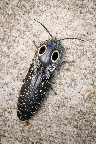 Photo of Eastern Eyed Click Beetle (Alaus oculatus)