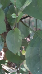 Asystasia gangetica gangetica
