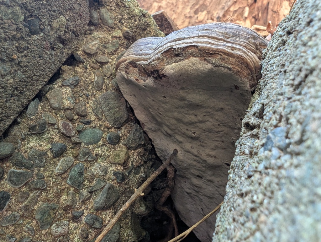 Ganoderma applanatum · April 2026 · photo: © atsushi_nakajima_cirque (iNaturalist, cc-by)