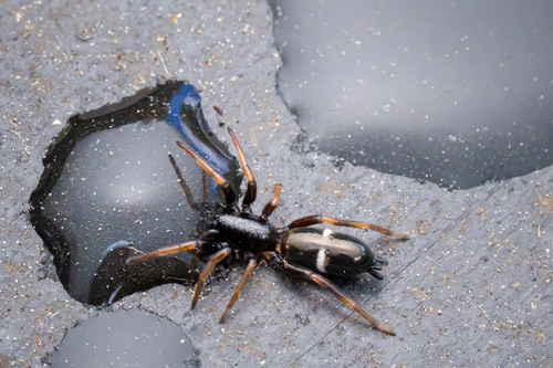 Two-banded Ant-mimic Sac Spider photo 3