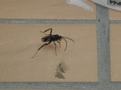 Evanioidea