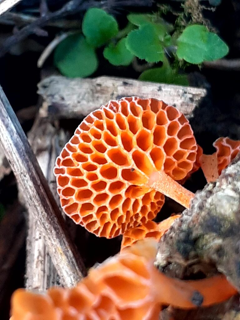 Favolaschia claudopus · April 2026 · photo: © zemlya (iNaturalist, cc-by)
