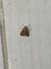 Diastictis