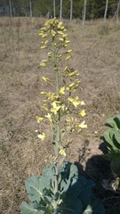 Brassica oleracea acephala