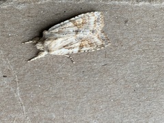 Lithophane bethunei