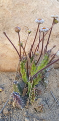 Stapelia erectiflora