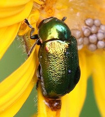 Cryptocephalus sericeus