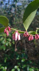 Lyonia lucida