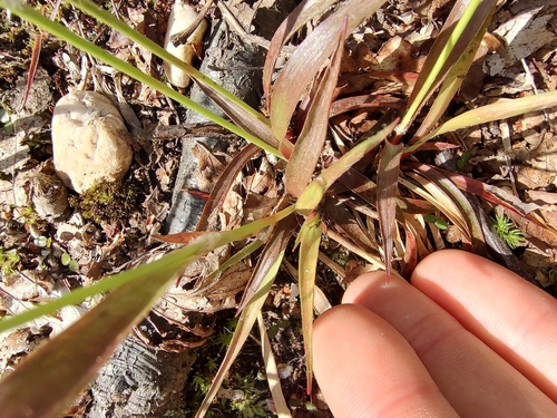 Luzula multiflora iNat (3)