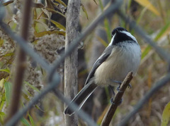 Poecile atricapillus