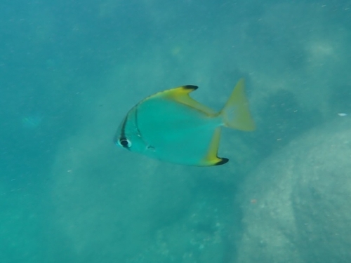 Monodactylus argenteus
