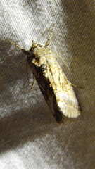 Rachiplusia nu