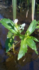 Gratiola virginiana