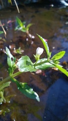 Gratiola virginiana