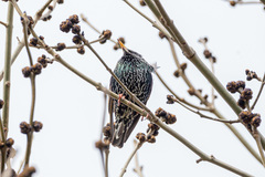 Sturnus vulgaris