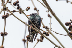 Sturnus vulgaris