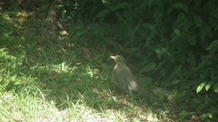 Turdus libonyana peripheris