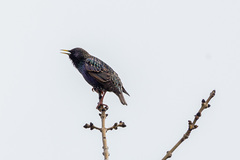 Sturnus vulgaris