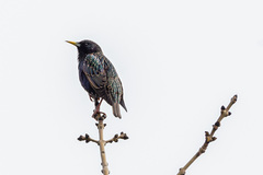 Sturnus vulgaris