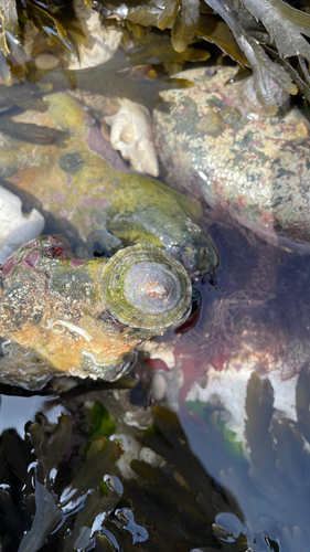 Patella vulgata