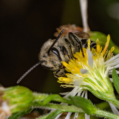 Colletes compactus compactus