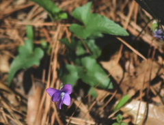 Viola triloba