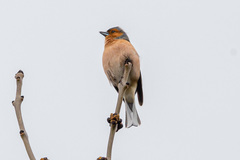 Fringilla coelebs