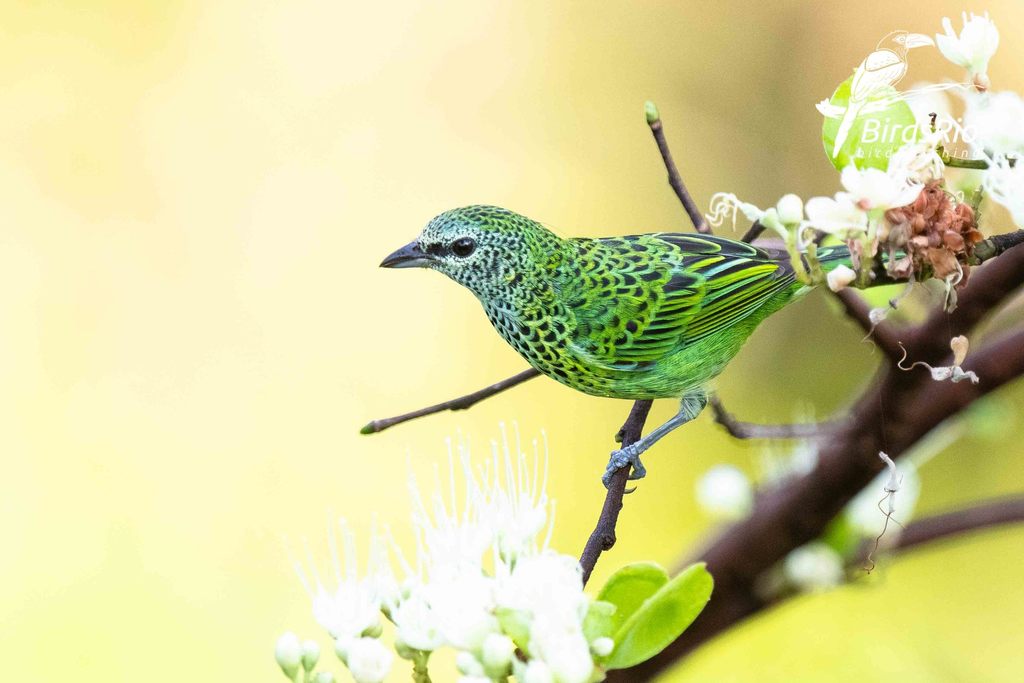 Tangara Puntosa, Ixothraupis punctata