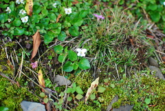 Viola adenothrix