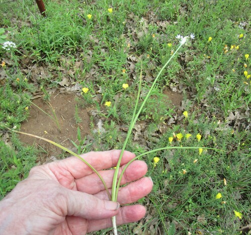 Allium fraseri, photograph 6