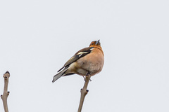 Fringilla coelebs