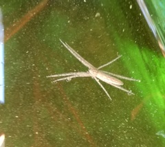 Pisaurina