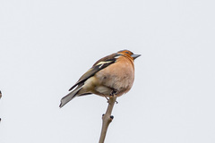 Fringilla coelebs