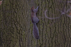 Sciurus carolinensis