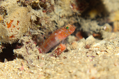 Dollfus' Goby photo 3