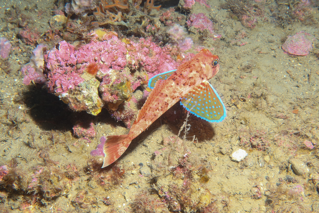 Streaked Gurnard