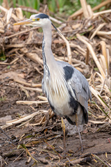 Ardea cinerea