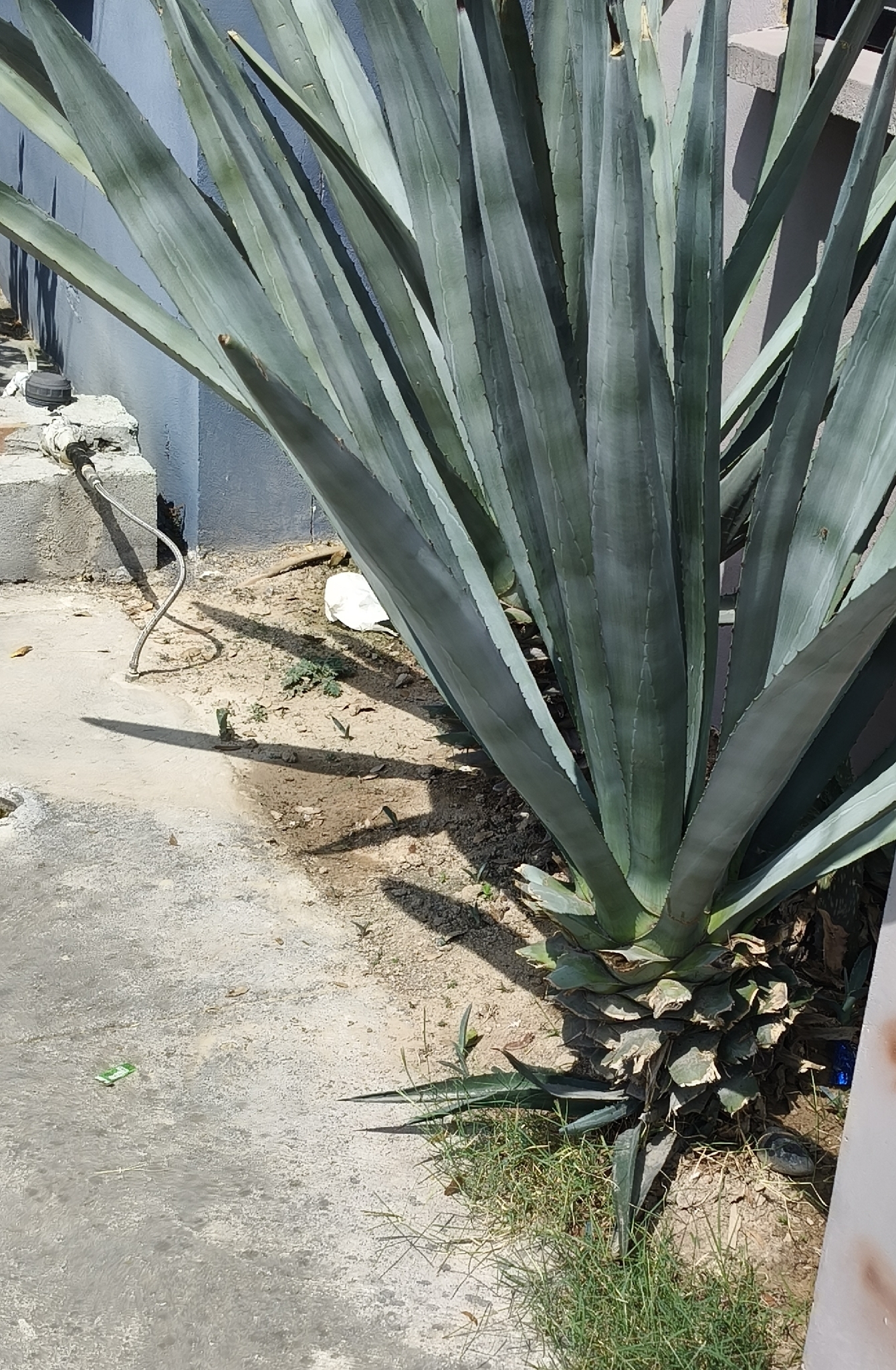 Blue agave