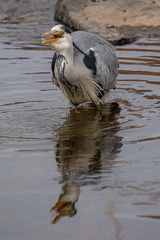 Ardea cinerea