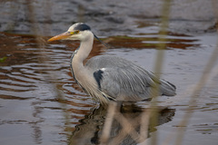 Ardea cinerea
