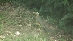 Turdus libonyana peripheris