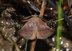 Argyrostrotis deleta
