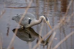 Ardea cinerea