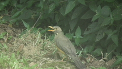 Turdus libonyana peripheris