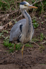 Ardea cinerea