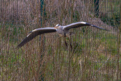 Ardea cinerea