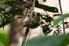 Phyllomyias cinereiceps