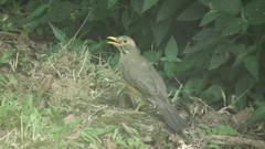 Turdus libonyana peripheris